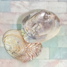 Load image into Gallery viewer, Pearl Shell Dish  |  Sage Smudge Bowl