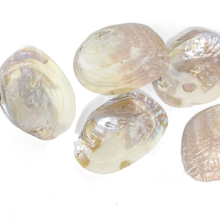 Load image into Gallery viewer, Pearl Shell Dish  |  Sage Smudge Bowl