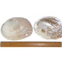 Load image into Gallery viewer, Pearl Shell Dish  |  Sage Smudge Bowl