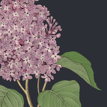 Load image into Gallery viewer, Lilac Specimen 5x7 Single Notecard