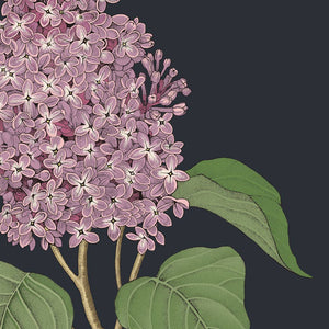 Lilac Specimen 5x7 Single Notecard