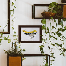 Load image into Gallery viewer, Bird Study : Goldfinch  |  Modern Paint By Numbers Kit