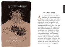 Load image into Gallery viewer, Pocket Nature: Beachcombing