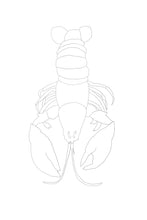 Load image into Gallery viewer, Watercolor Art Kit- Paint a Coastal Red Lobster DIY