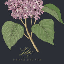 Load image into Gallery viewer, Lilac Specimen 5x7 Single Notecard