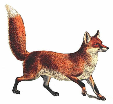 Equestrian/ Red Fox Hand Towel/White