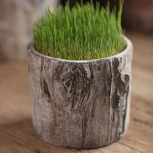 Load image into Gallery viewer, Tree Trunk Planter: Medium
